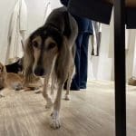 Dog working