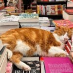 Qui gatto ci cova